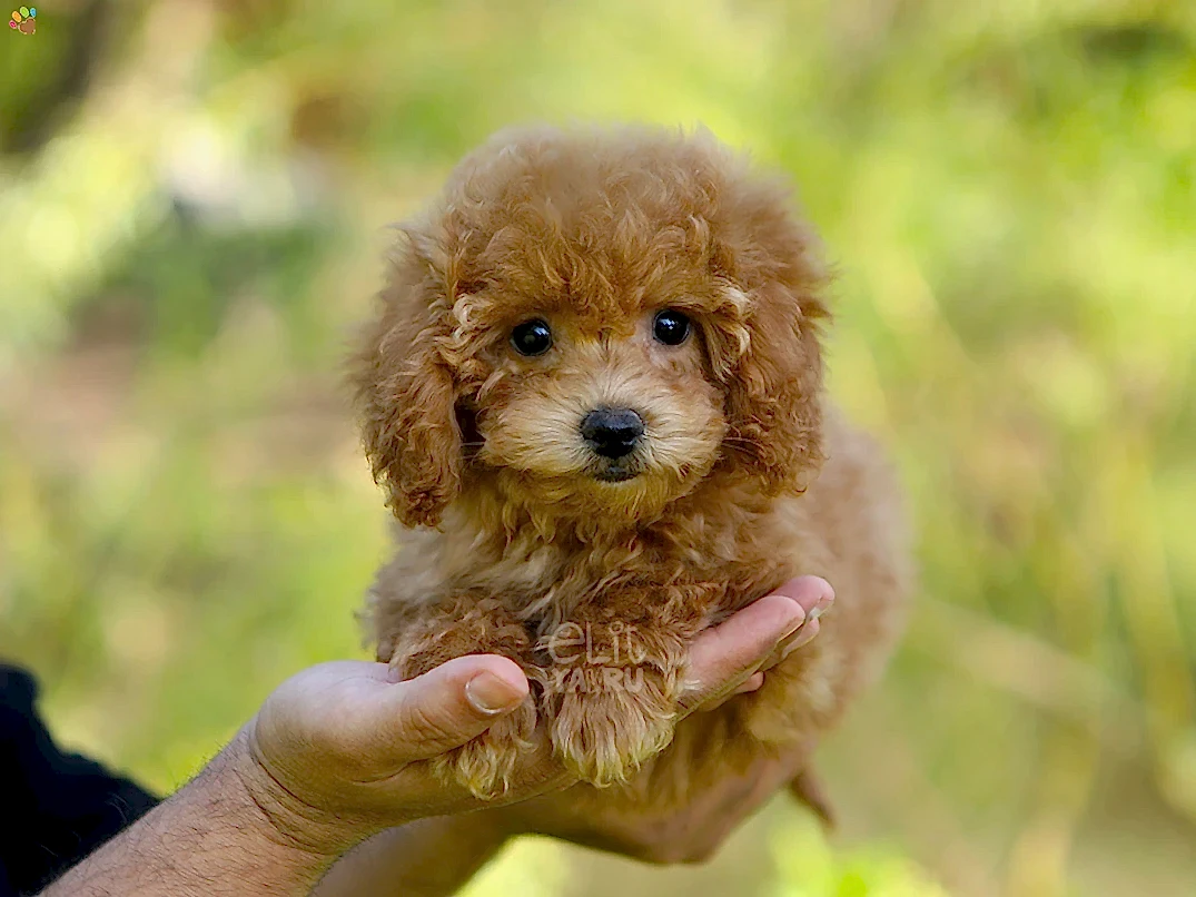 Maltipoo Marin