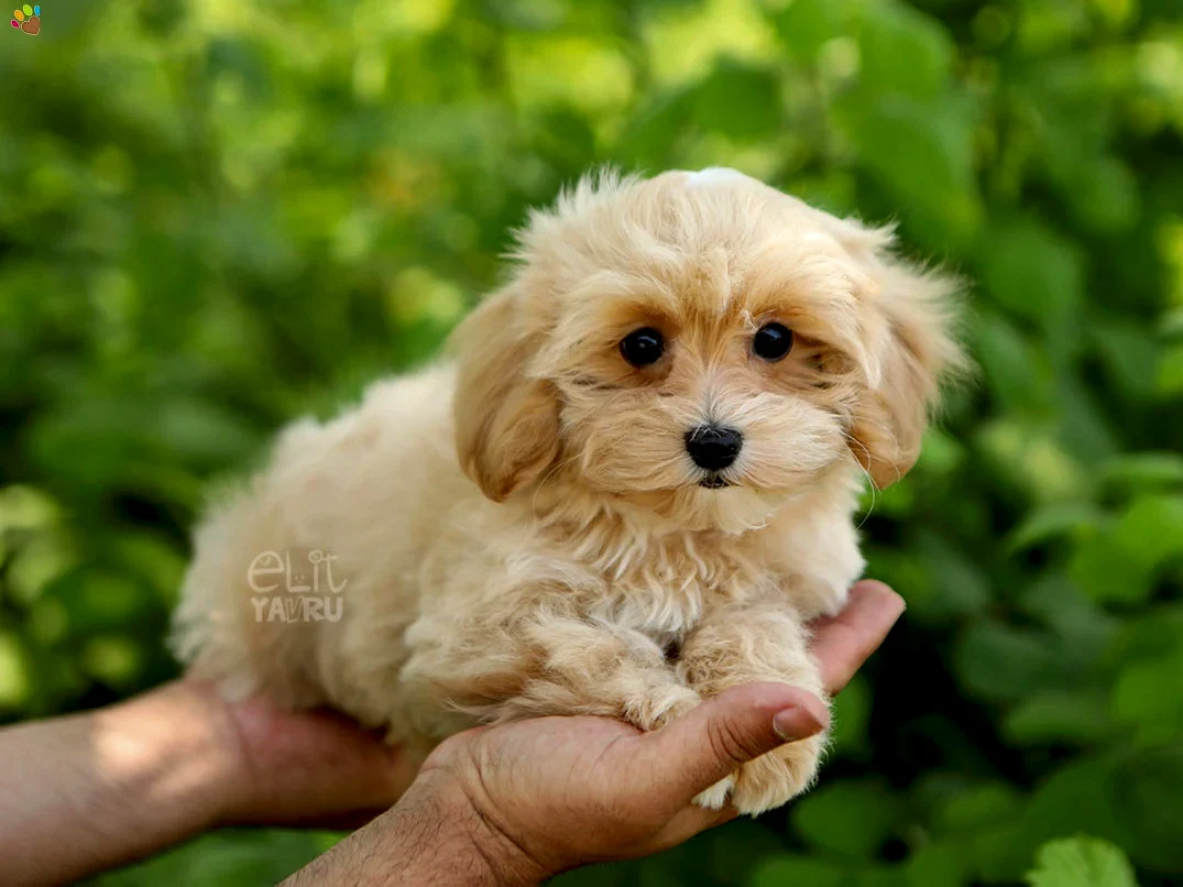 Maltipoo Minako