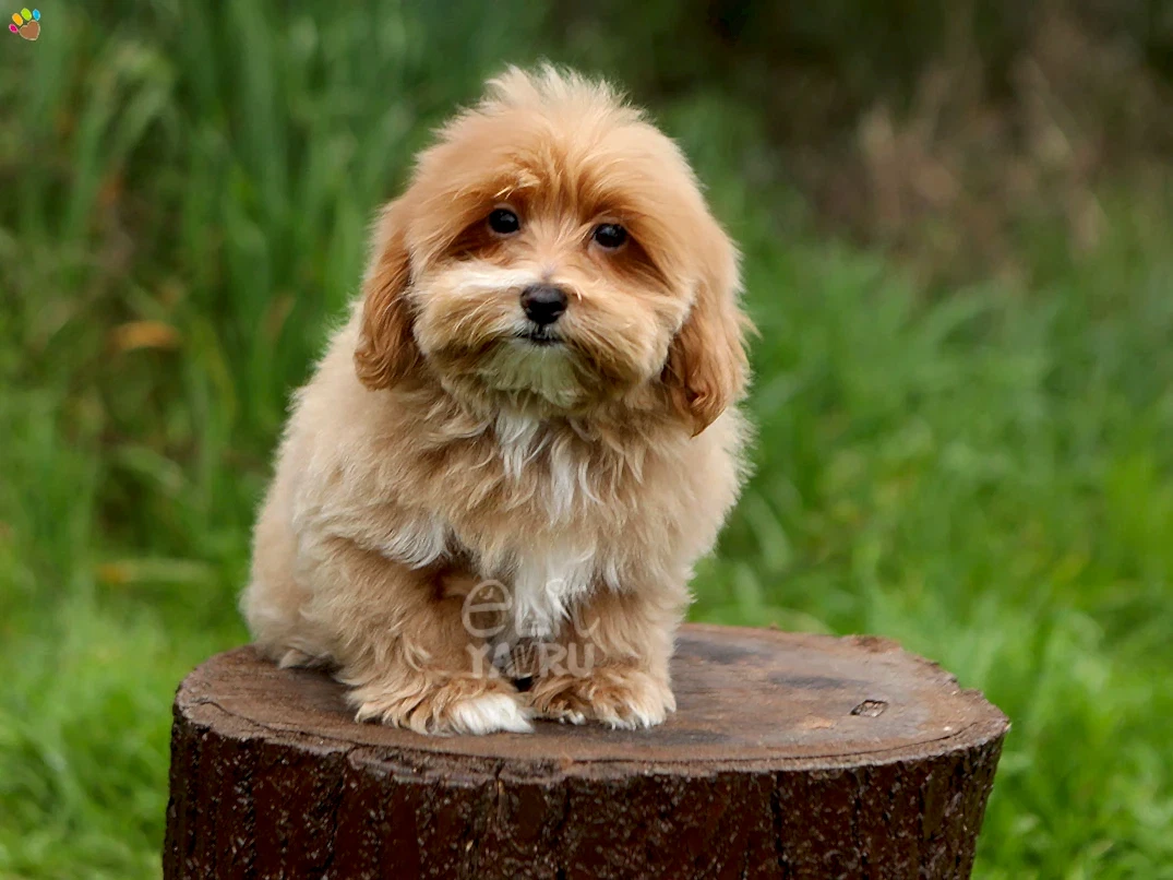 Maltipoo Mister