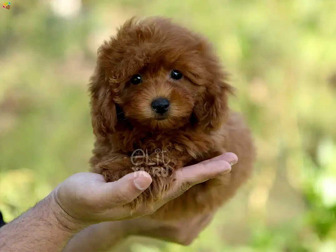 Maltipoo Neva
