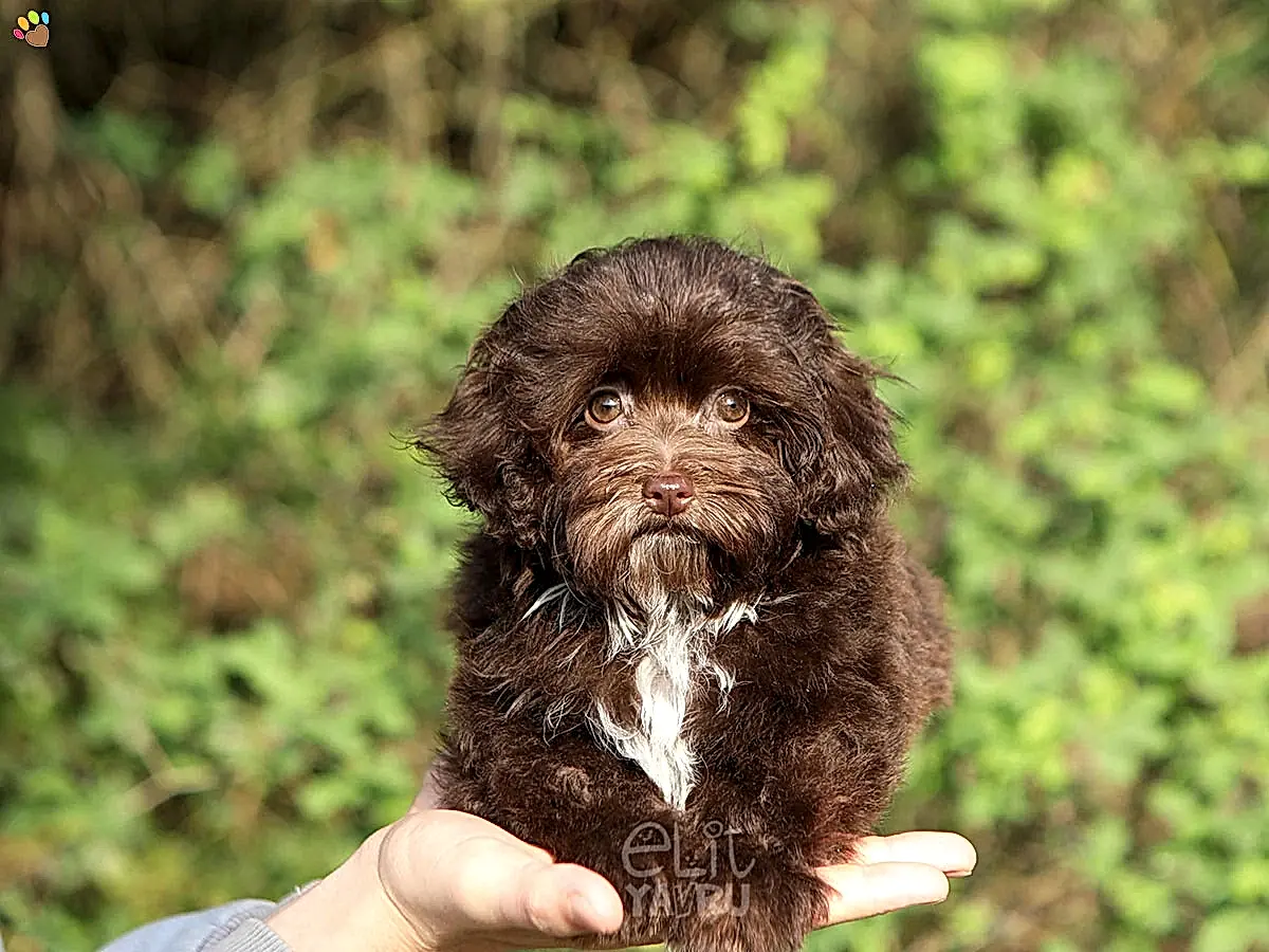 Maltipoo Roxie