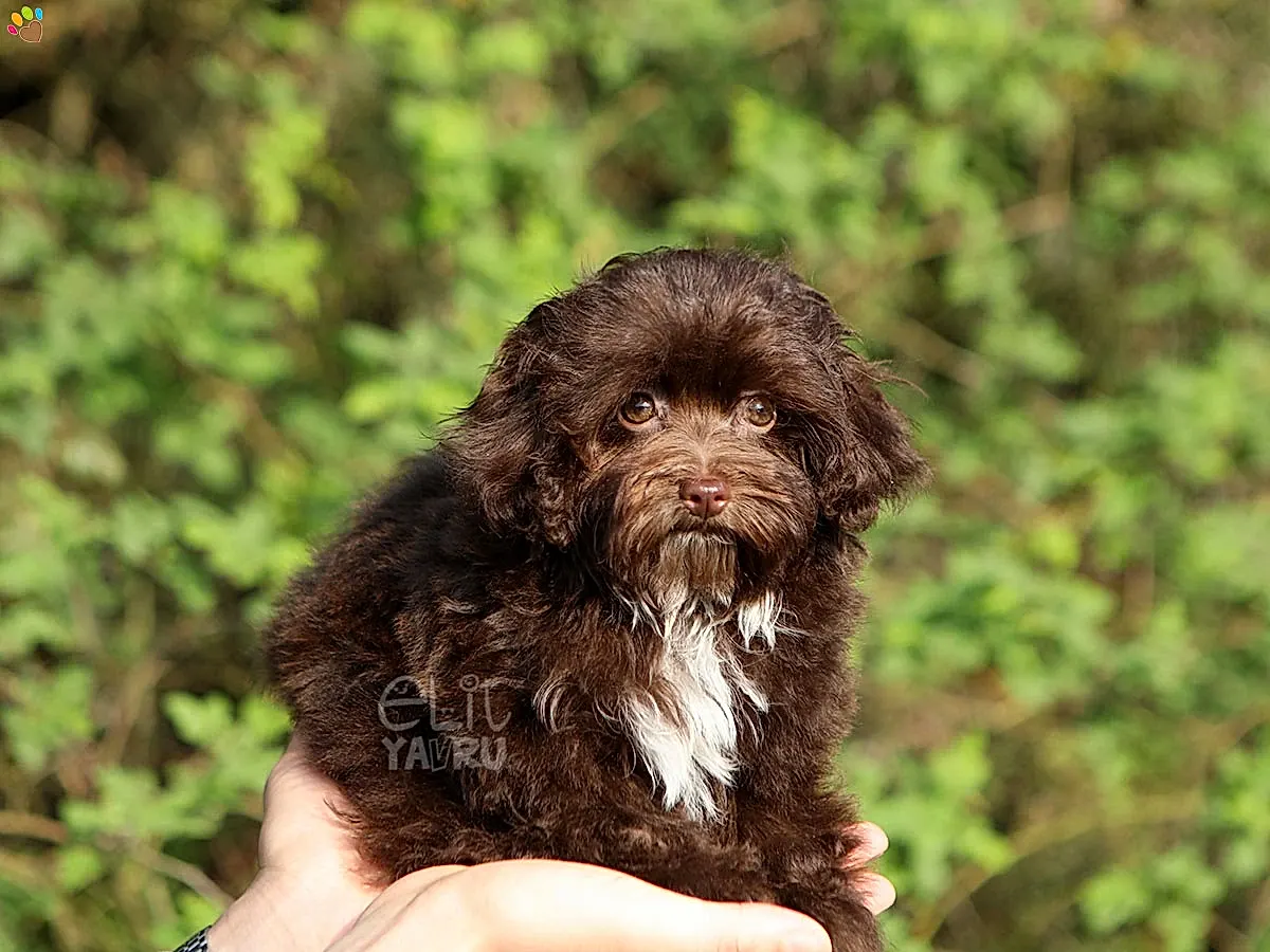 Maltipoo Roxie 2