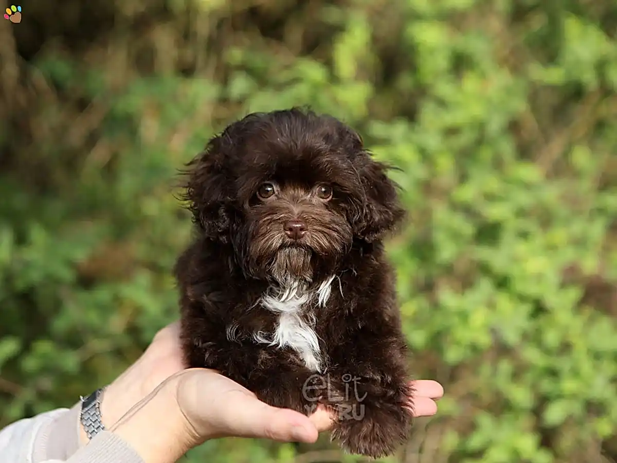 Maltipoo Roxie 1