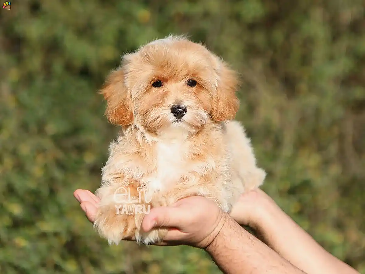 Maltipoo Rya