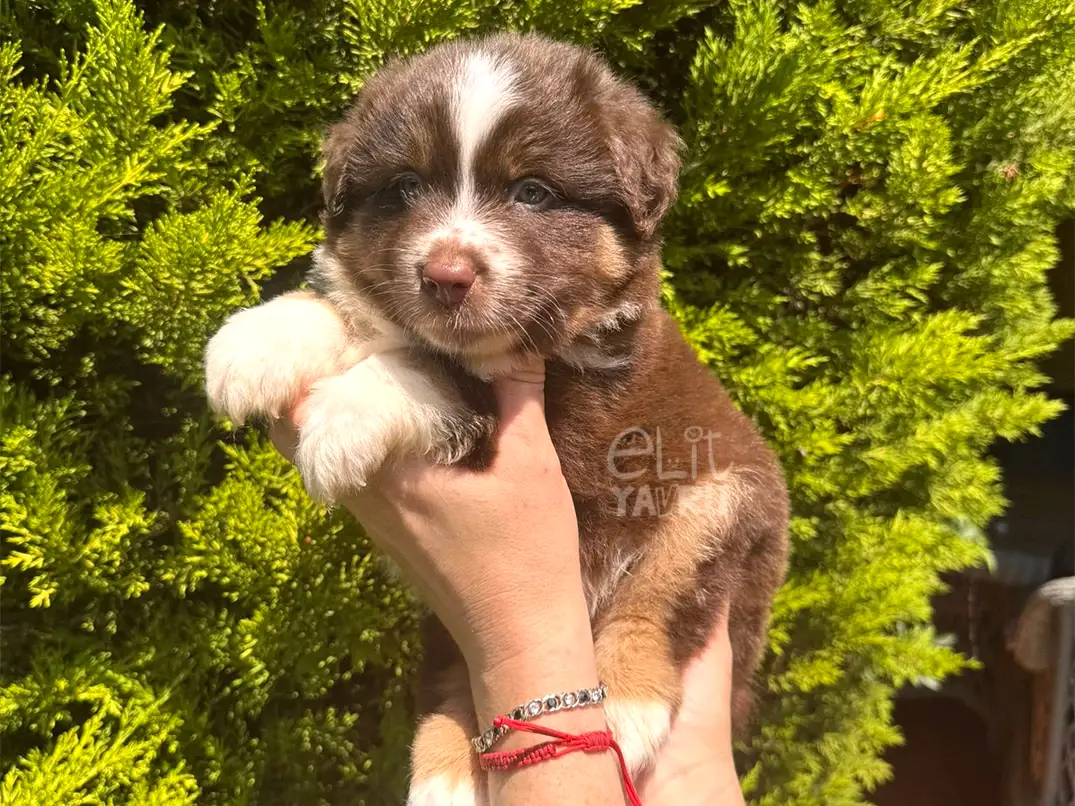 Miniature American Shepherd Arlo