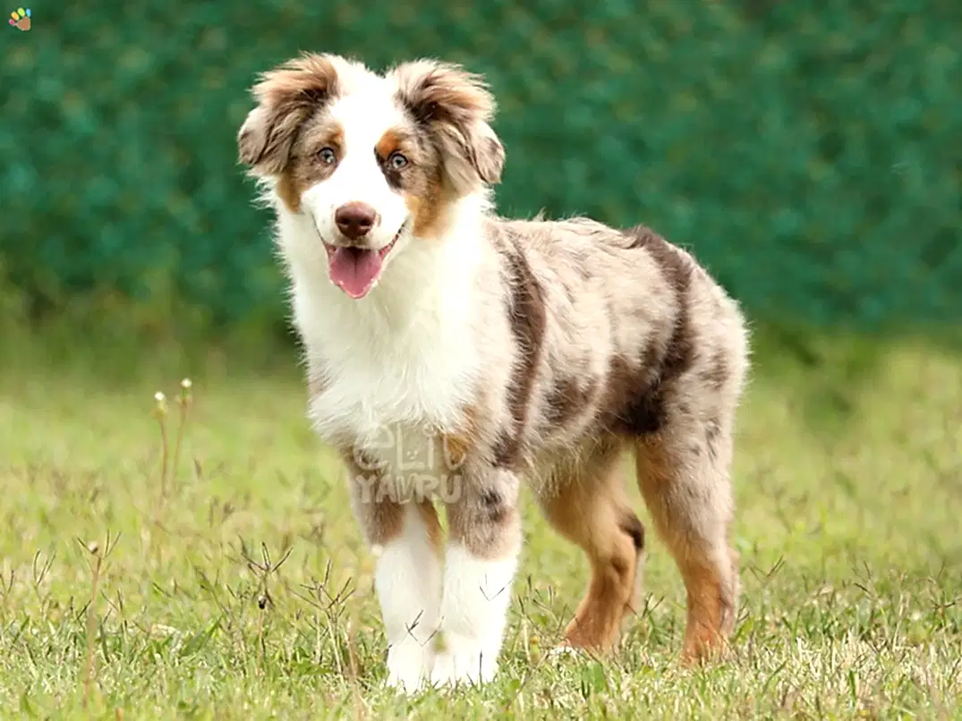 Miniature American Shepherd Hector