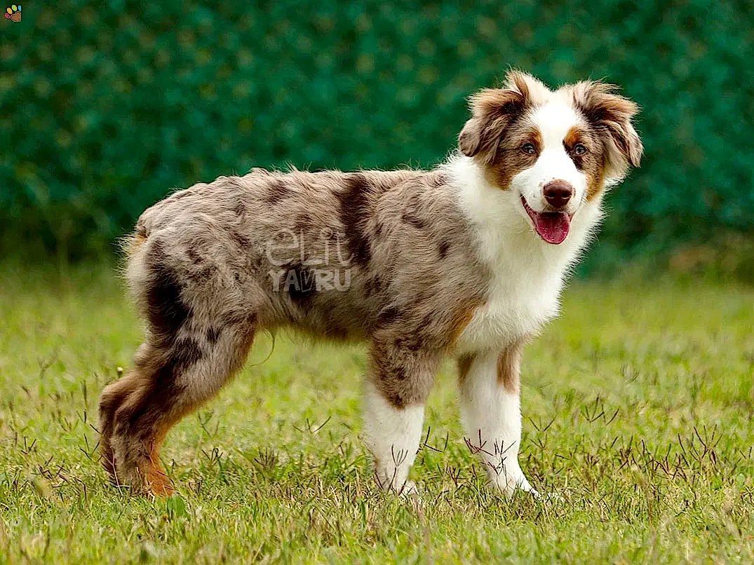 Miniature American Shepherd Hector 2