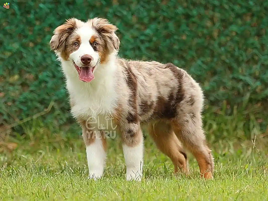 Miniature American Shepherd Hector 3