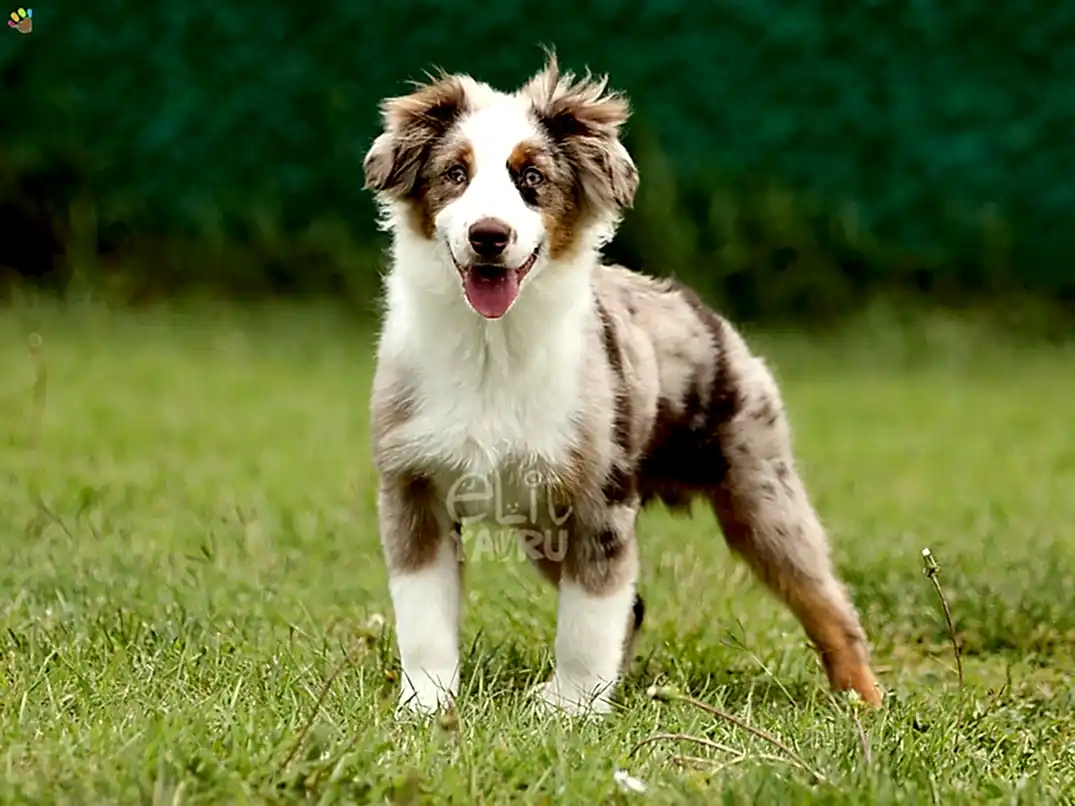 Miniature American Shepherd Hector 1