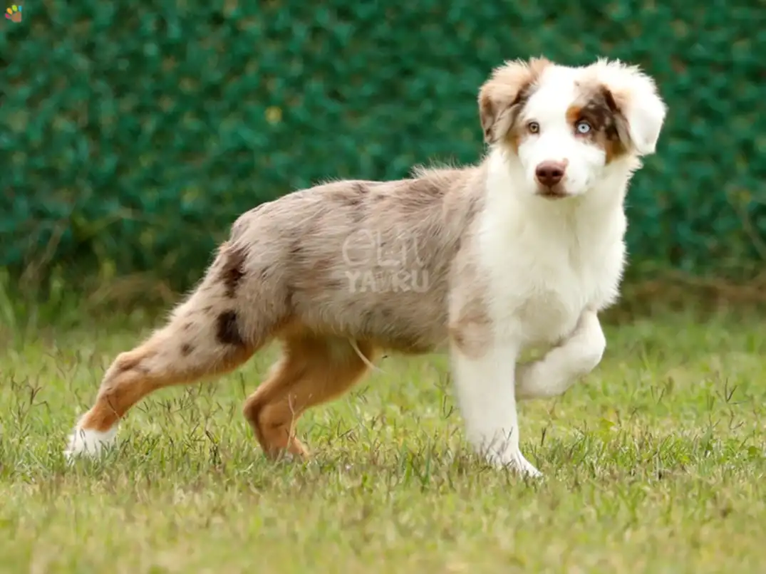 Miniature American Shepherd Hero 4