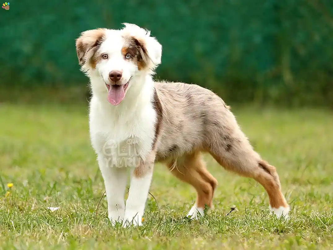 Miniature American Shepherd Hero