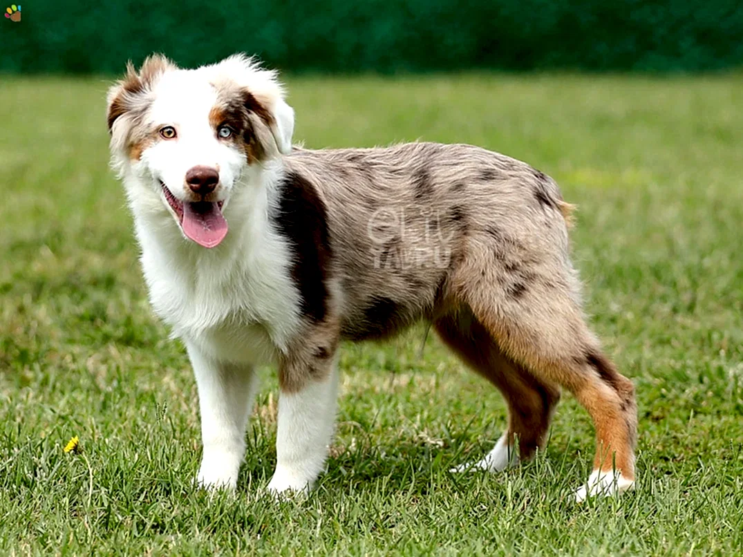 Miniature American Shepherd Hero 3