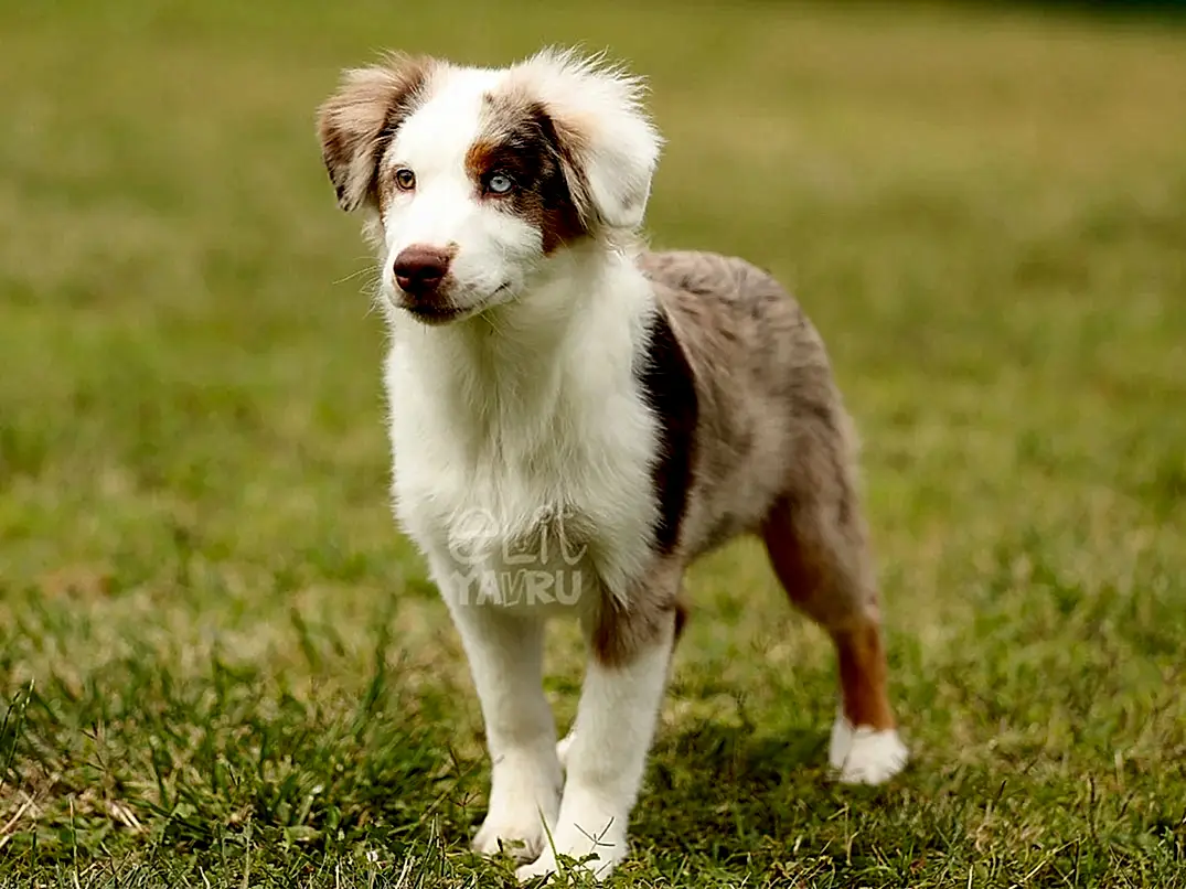 Miniature American Shepherd Hero 1