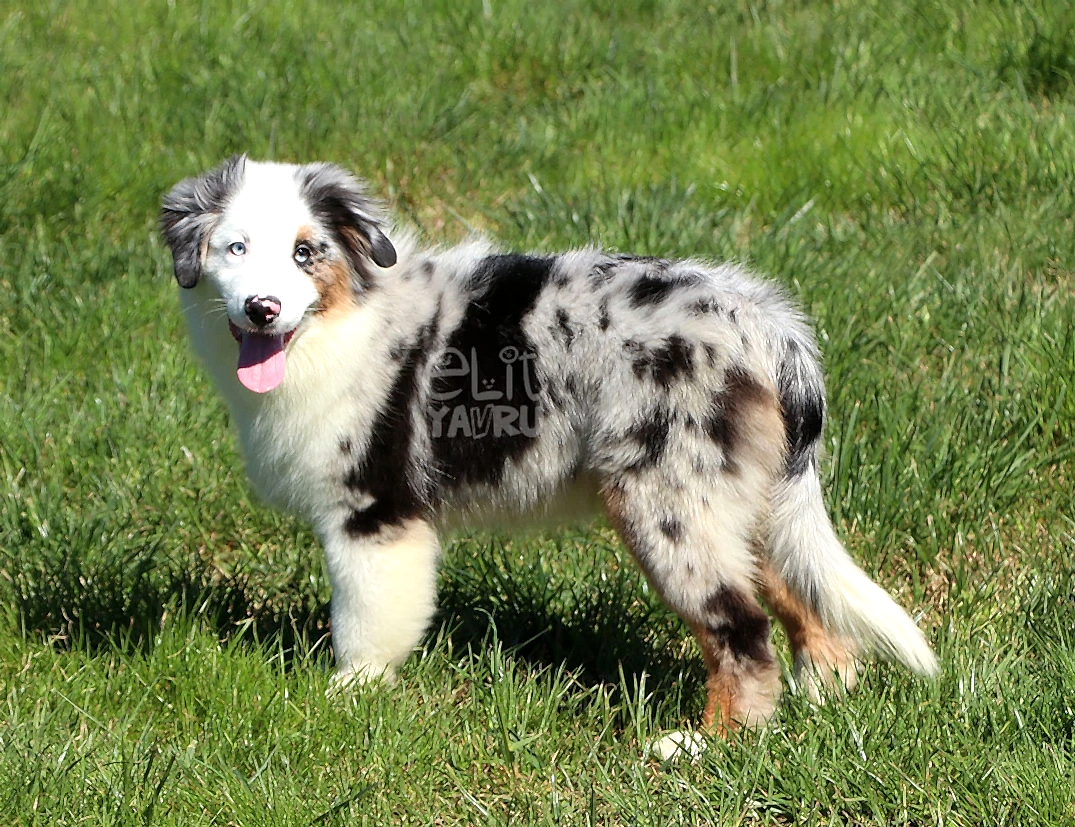 Miniature American Shepherd Loki
