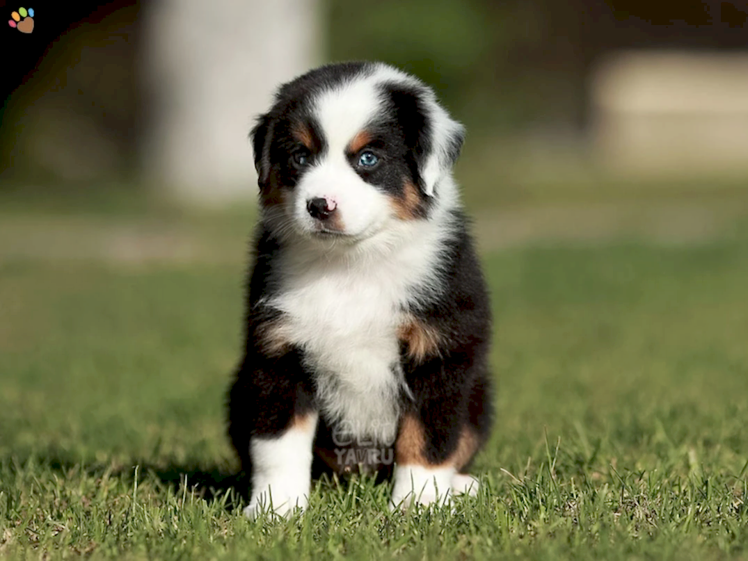 Miniature American Shepherd Miko 5
