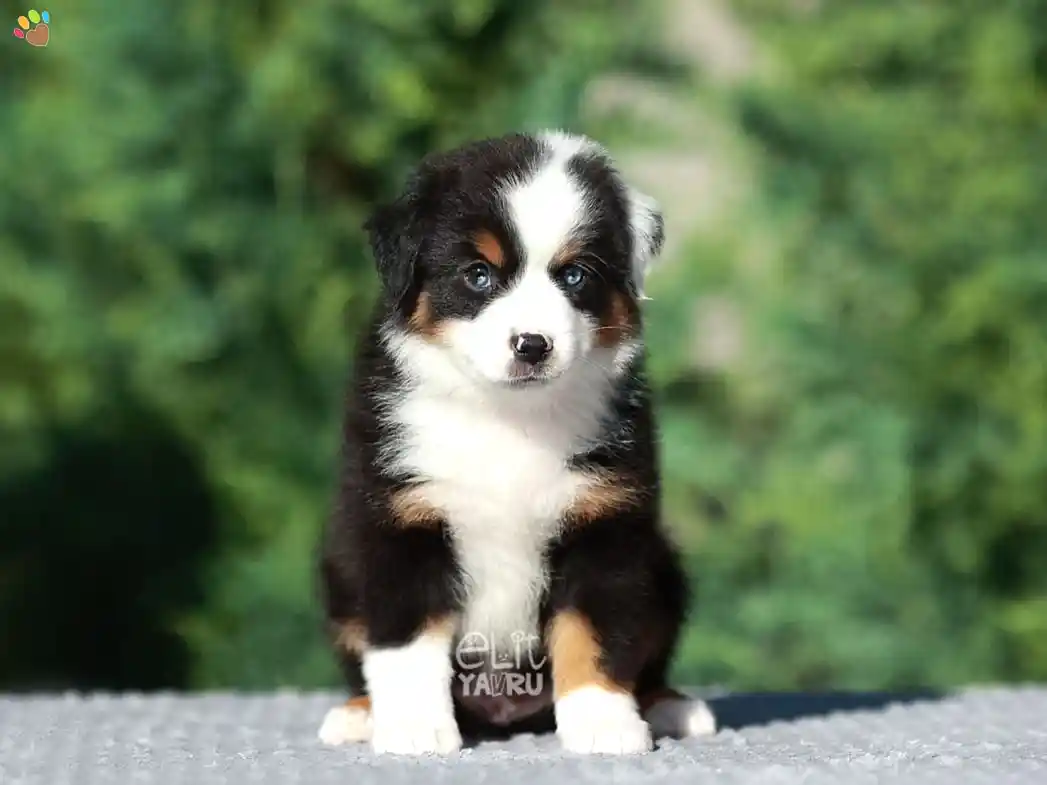Miniature American Shepherd Miko