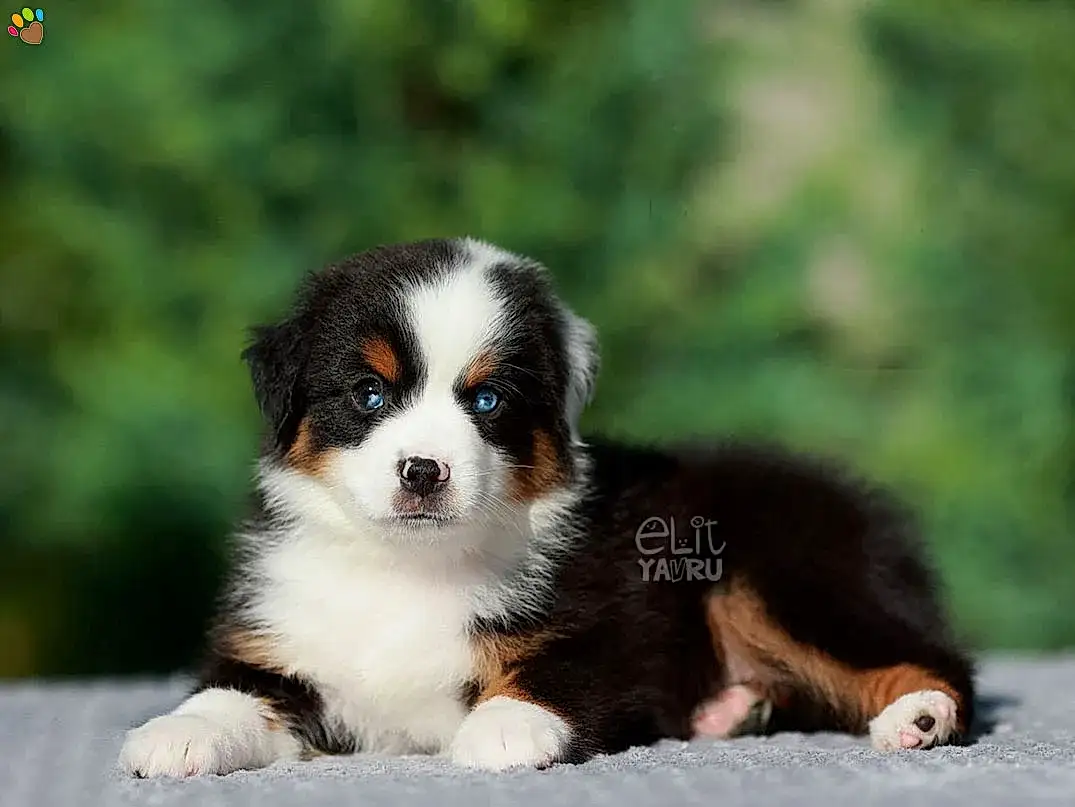 Miniature American Shepherd Miko 3