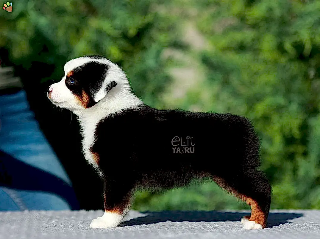 Miniature American Shepherd Miko 4