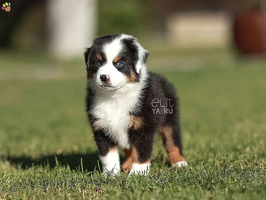 Miniature American Shepherd Miko 1