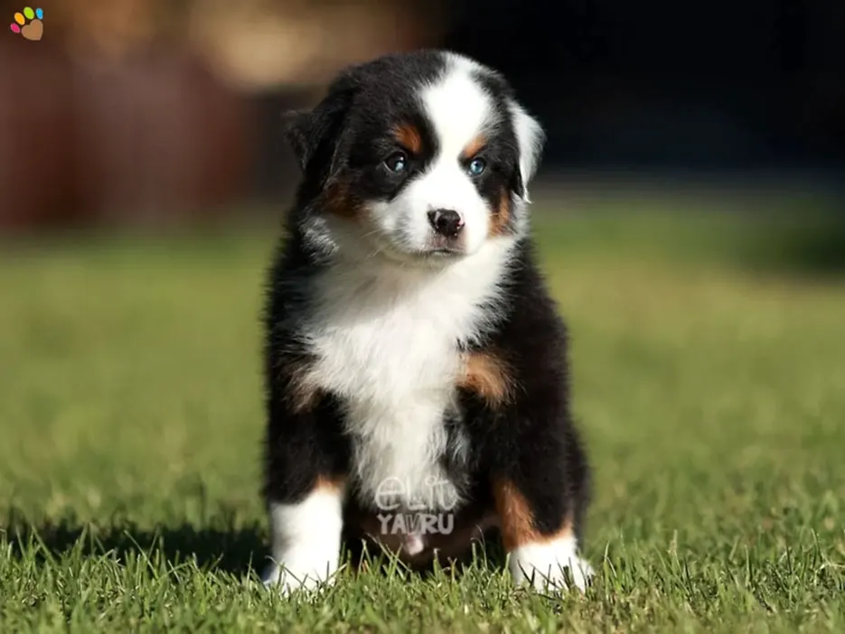 Miniature American Shepherd Miko 2