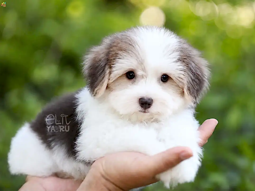 Morkie Bobo