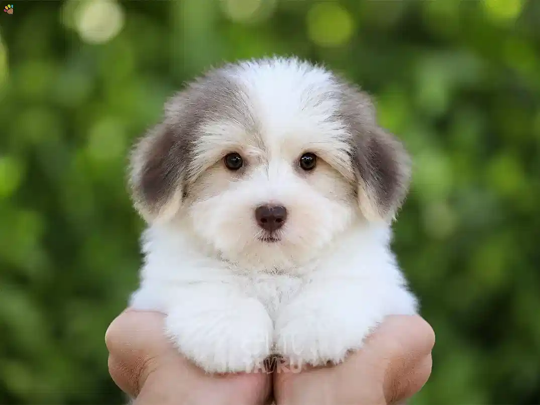 Morkie Bobo 2