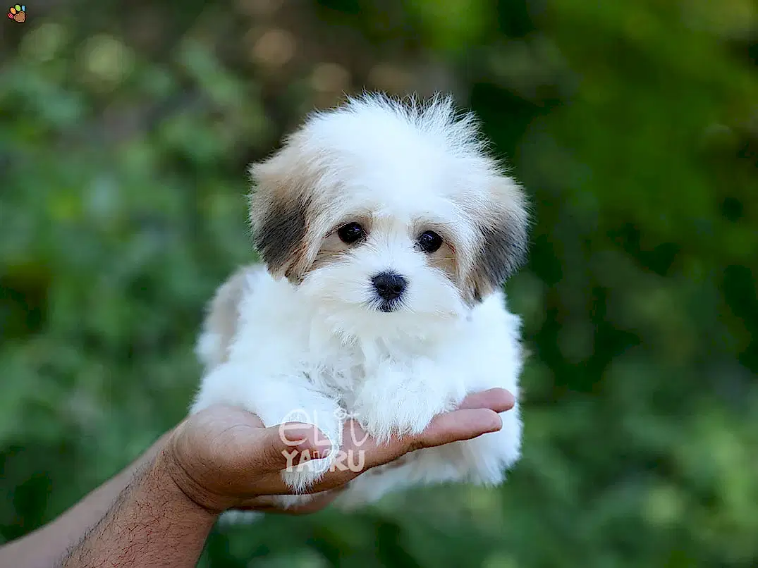Morkie Daisy 4