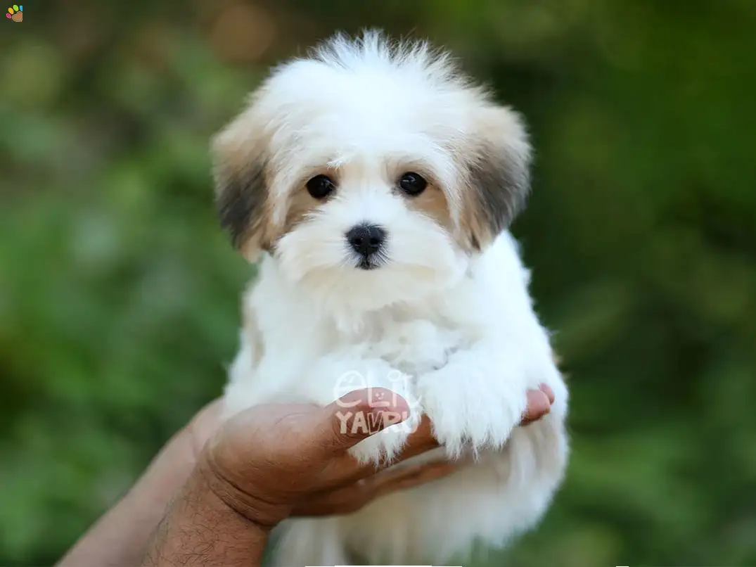 Morkie Daisy 2