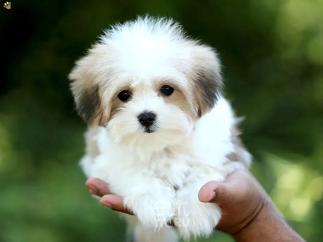 Morkie Daisy 3