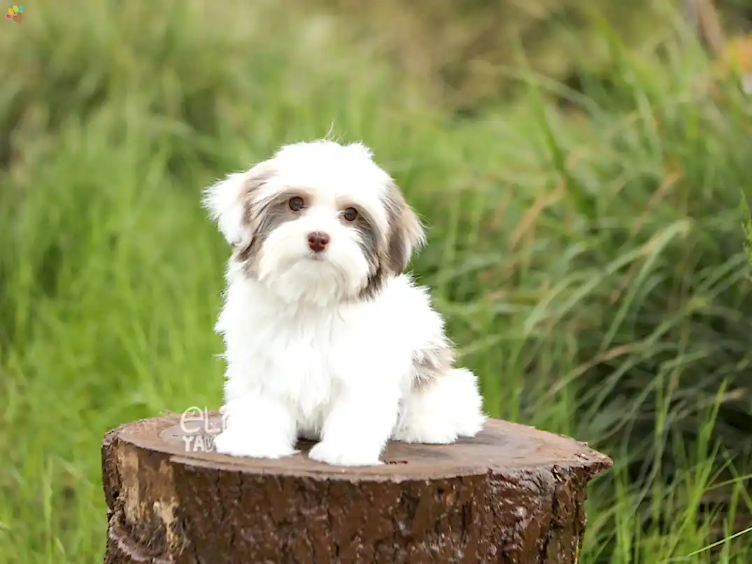Morkie Diego