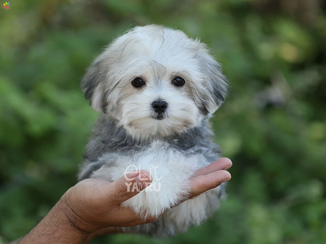 Morkie Dolly
