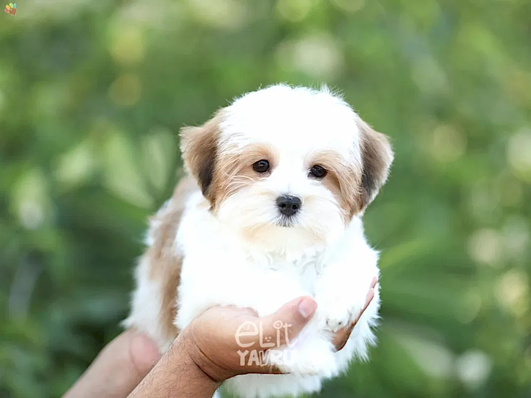 Morkie Eva