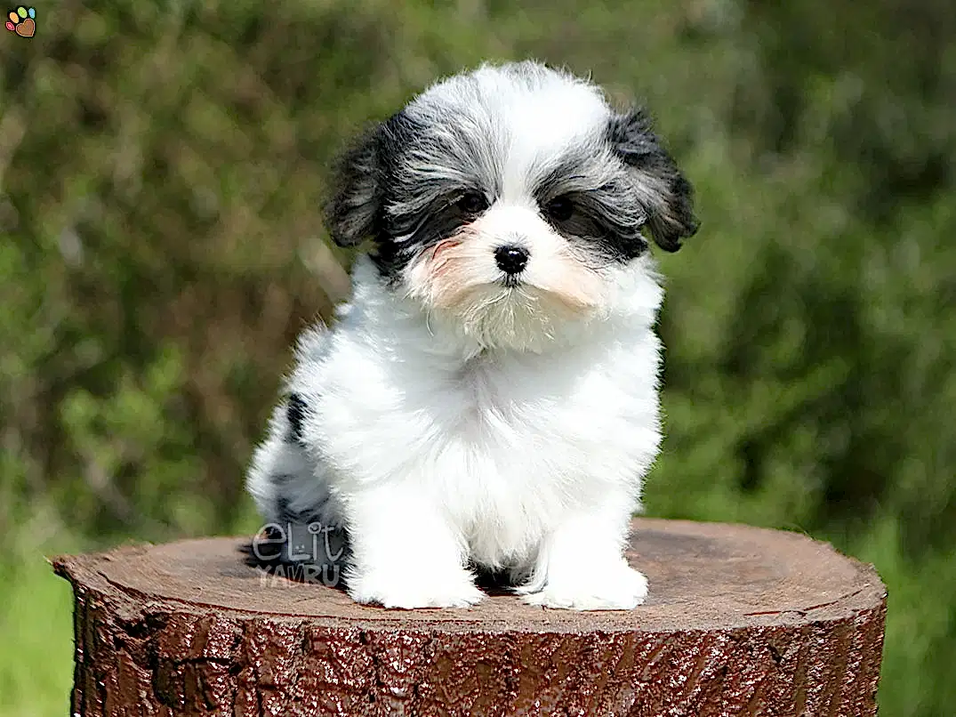 Morkie Gigi