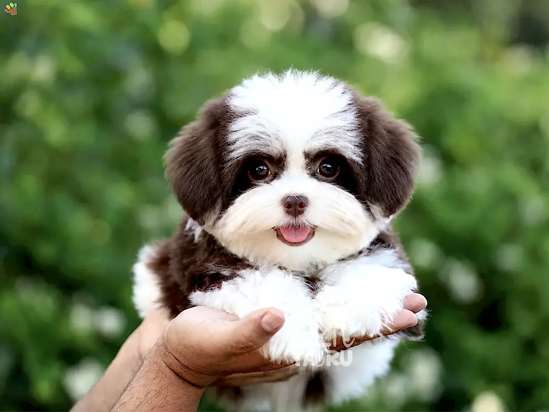Morkie Gipsy