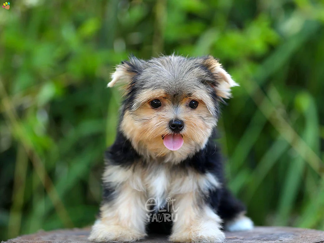 Morkie Honey
