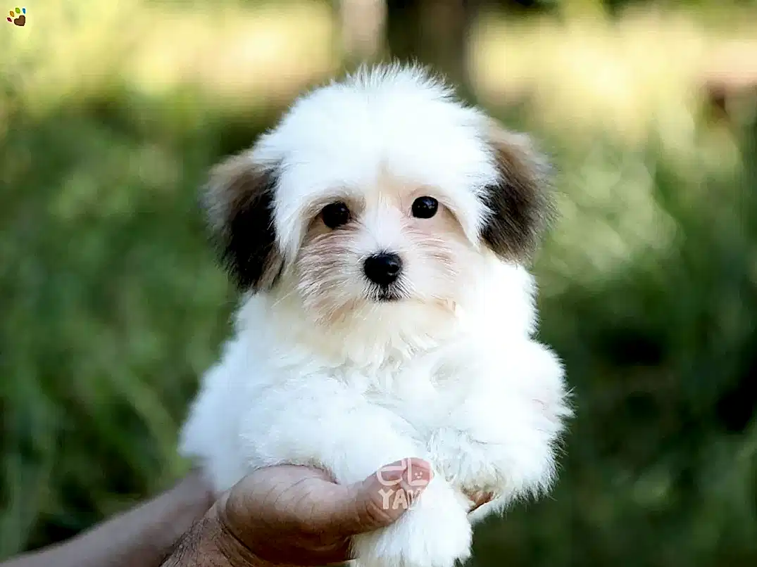 Morkie Hugo