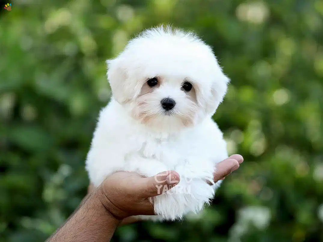 Morkie India