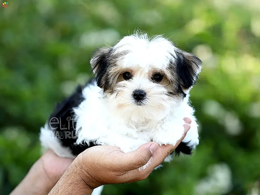 Morkie Jack