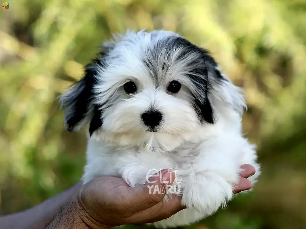 Morkie Jager