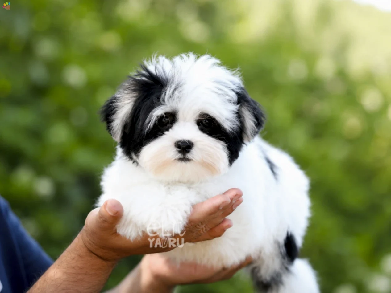 Morkie John