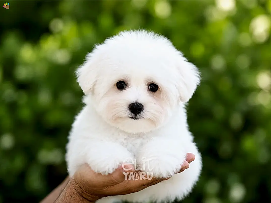 Maltese Terrier Kobe