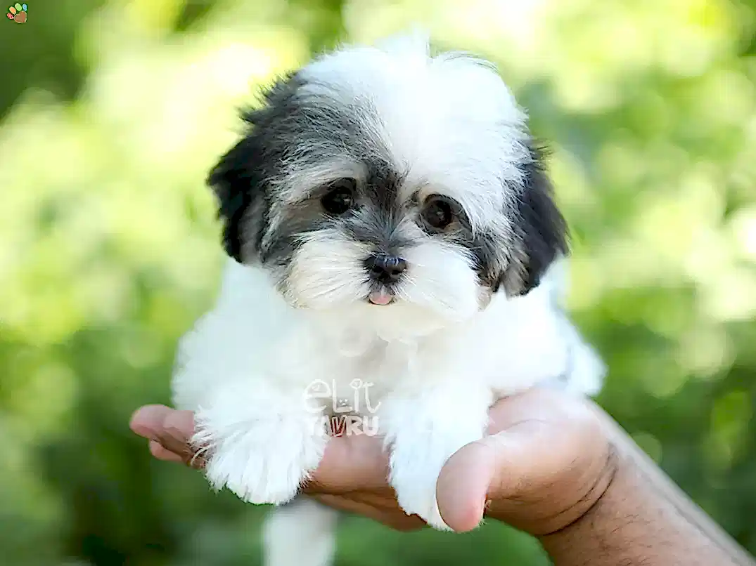 Morkie Luna
