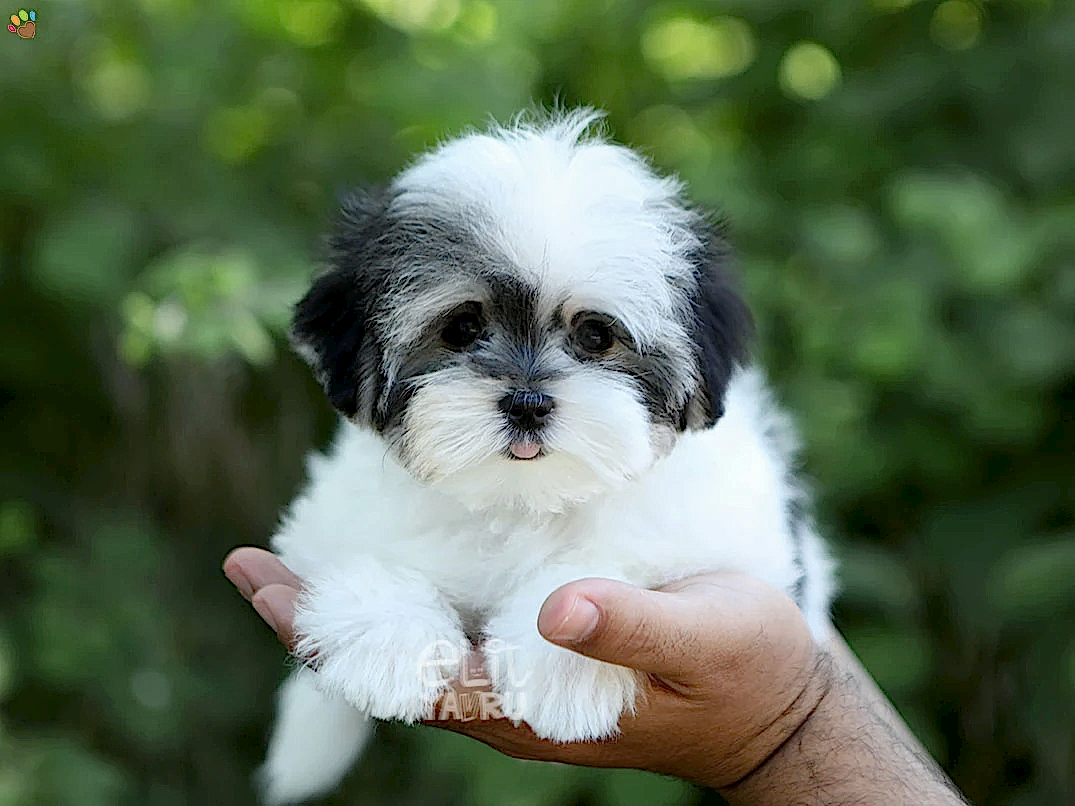 Morkie Luna 4