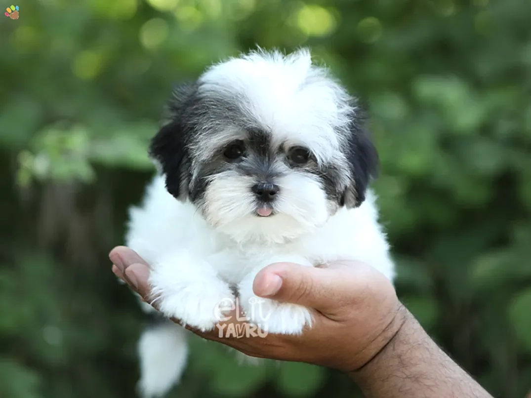 Morkie Luna 2