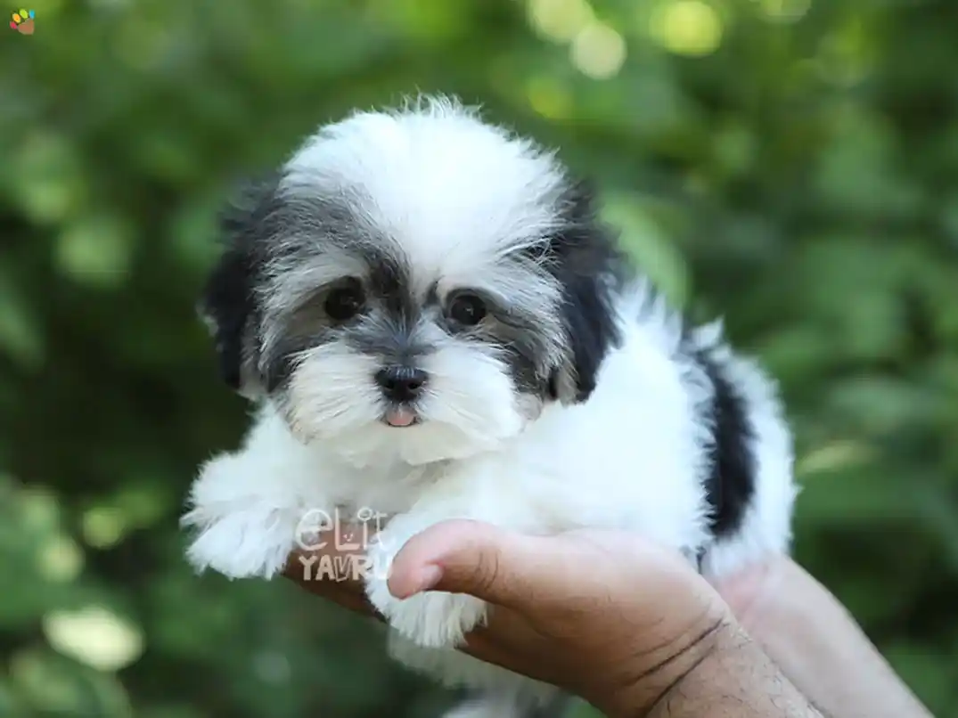 Morkie Luna 1