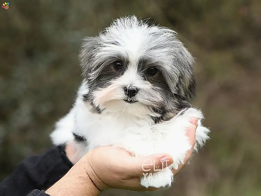 Morkie Moffie