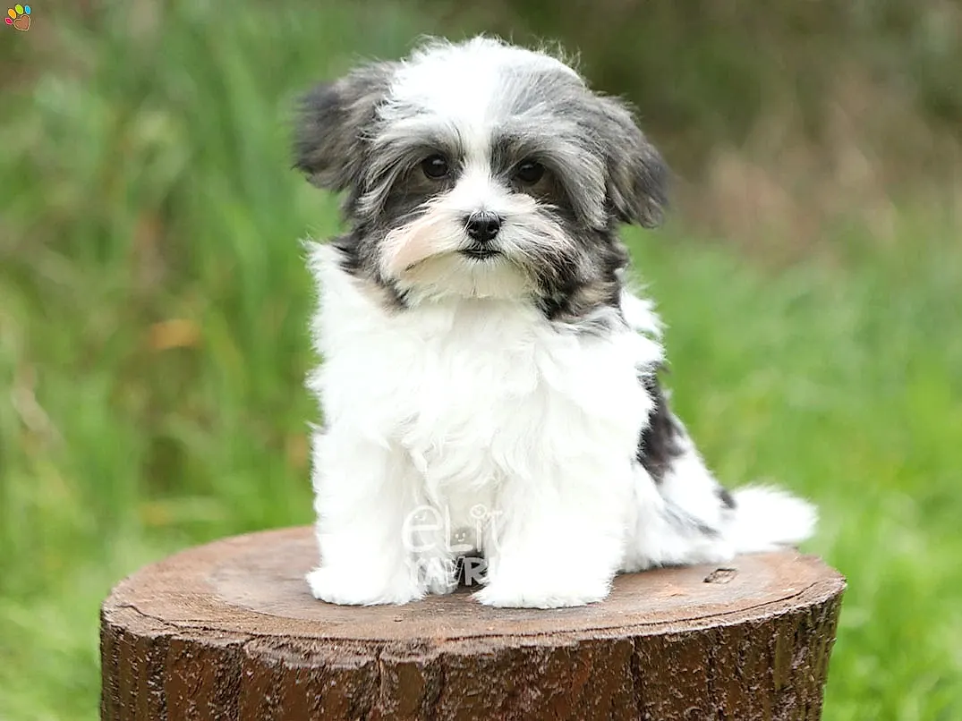 Morkie Moffie 2