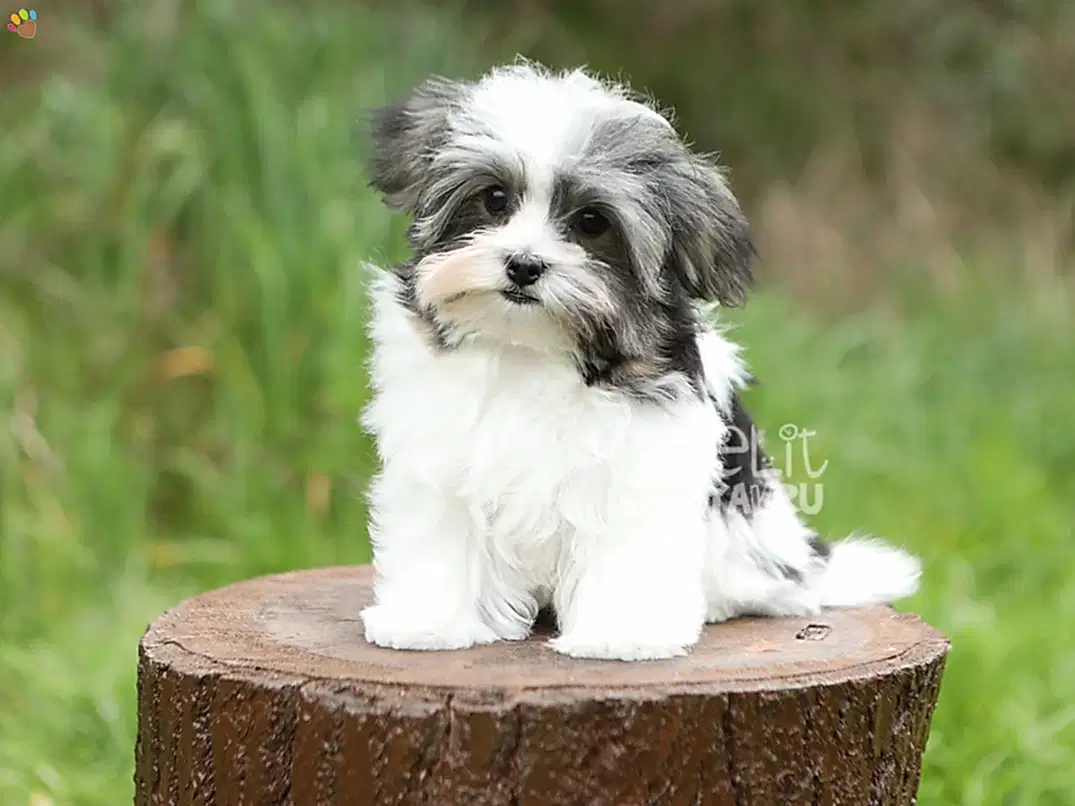 Morkie Moffie 3