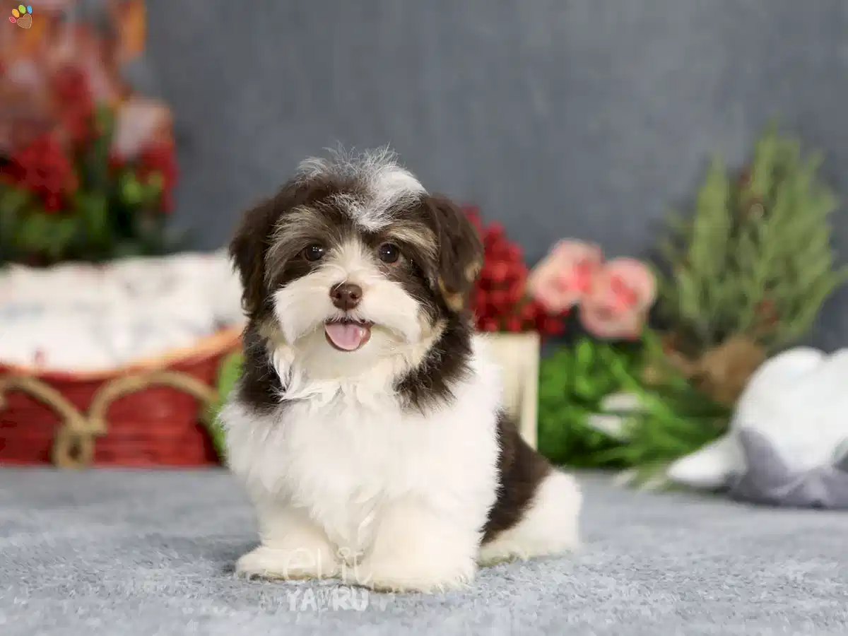 Morkie Murray