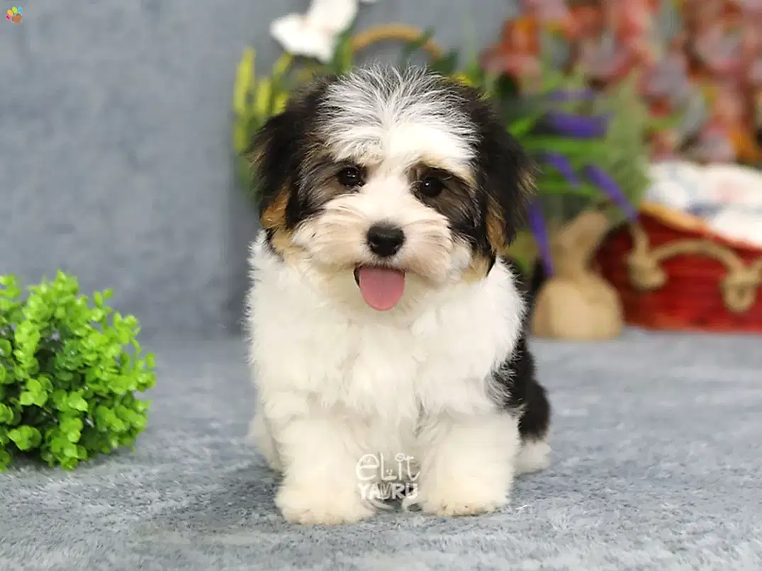 Morkie Nimsy 4